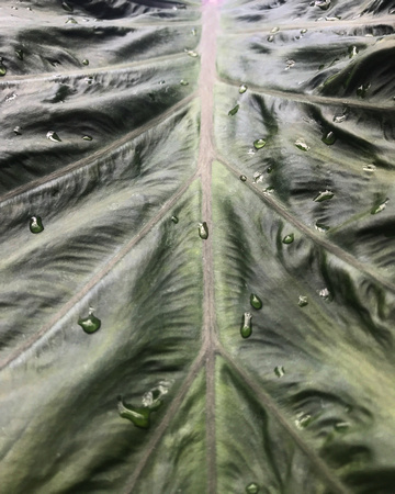 Rain Soaked Leaf